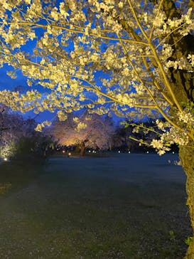 『NAKED FLOWERS 2023 桜 世界遺産・二条城』に投稿された画像（2023/3/29）