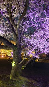 『NAKED FLOWERS 2023 桜 世界遺産・二条城』に投稿された画像（2023/3/29）