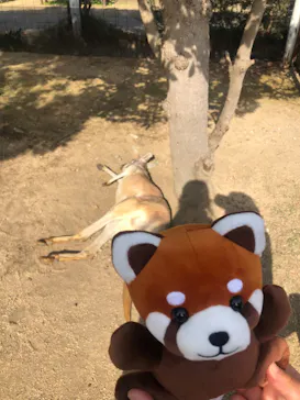 神戸どうぶつ王国に投稿された画像（2023/3/29）