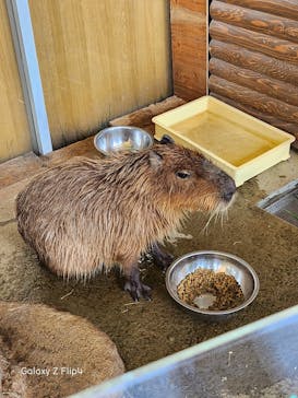 新江ノ島水族館に投稿された画像（2023/3/29）