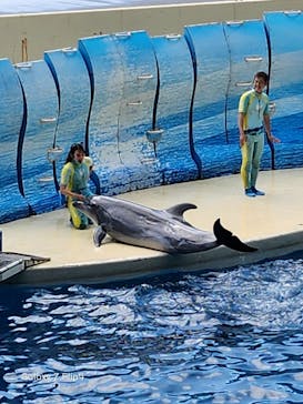 新江ノ島水族館に投稿された画像（2023/3/29）