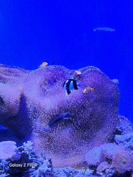 新江ノ島水族館に投稿された画像（2023/3/29）