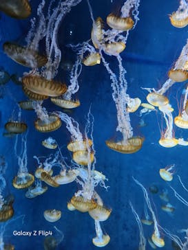 新江ノ島水族館に投稿された画像（2023/3/29）