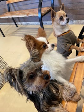 世界の名犬牧場に投稿された画像（2023/3/29）