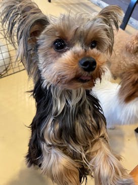 世界の名犬牧場に投稿された画像（2023/3/29）