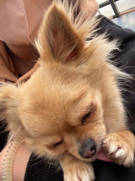 世界の名犬牧場に投稿された画像（2023/3/29）