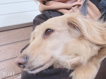 世界の名犬牧場に投稿された画像（2023/3/29）