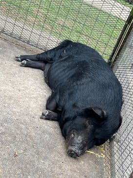 ビオスの丘に投稿された画像（2023/3/29）