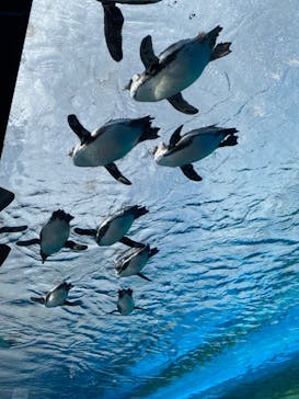 サンシャイン水族館に投稿された画像（2023/3/29）