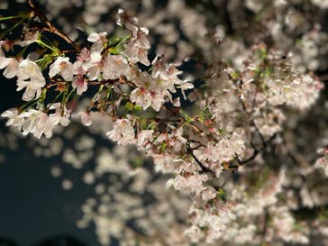 六義園に投稿された画像（2023/3/29）