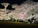 『NAKED FLOWERS 2023 桜 世界遺産・二条城』に投稿された画像（2023/3/29）