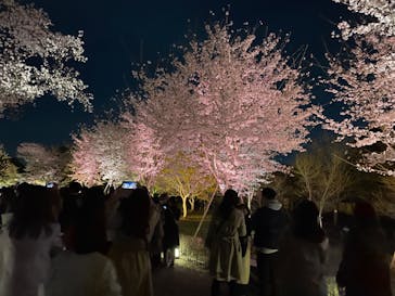 『NAKED FLOWERS 2023 桜 世界遺産・二条城』に投稿された画像（2023/3/29）