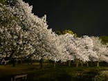 大阪城公園 西の丸庭園に投稿された画像（2023/3/29）