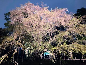 六義園に投稿された画像（2023/3/29）