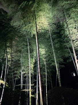 六義園に投稿された画像（2023/3/29）