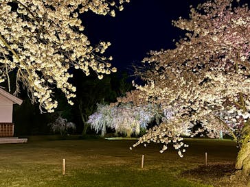 『NAKED FLOWERS 2023 桜 世界遺産・二条城』に投稿された画像（2023/3/29）