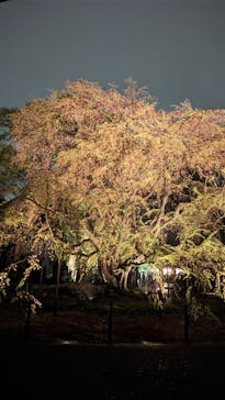 六義園に投稿された画像（2023/3/29）