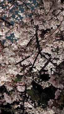 六義園に投稿された画像（2023/3/29）