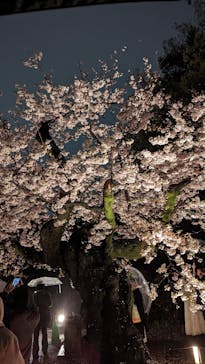 六義園に投稿された画像（2023/3/29）