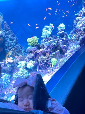 サンシャイン水族館に投稿された画像（2023/3/29）