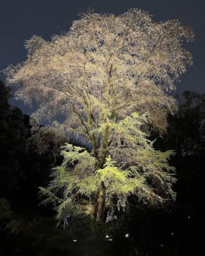 六義園に投稿された画像（2023/3/29）