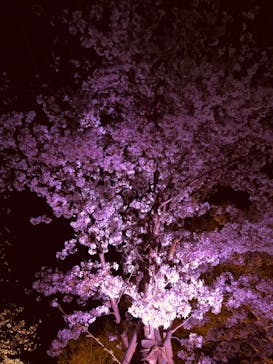 『NAKED FLOWERS 2023 桜 世界遺産・二条城』に投稿された画像（2023/3/29）