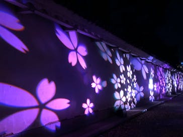 『NAKED FLOWERS 2023 桜 世界遺産・二条城』に投稿された画像（2023/3/29）