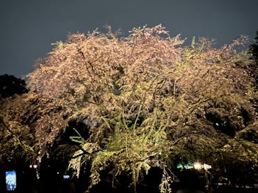 六義園に投稿された画像（2023/3/29）