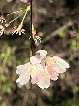 六義園に投稿された画像（2023/3/29）