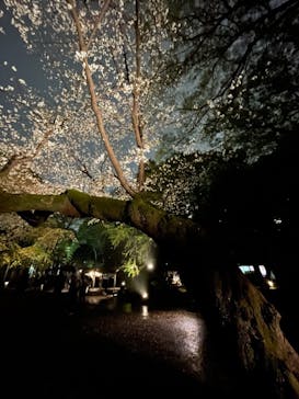 六義園に投稿された画像（2023/3/29）