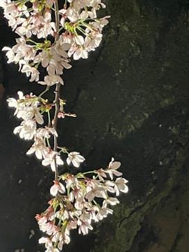 六義園に投稿された画像（2023/3/29）