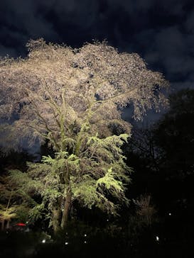 六義園に投稿された画像（2023/3/29）