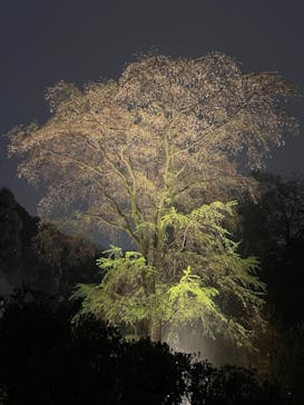 六義園に投稿された画像（2023/3/29）