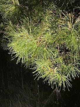 六義園に投稿された画像（2023/3/29）