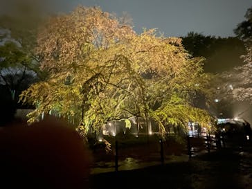 六義園に投稿された画像（2023/3/29）