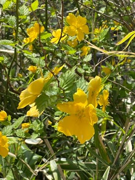 三溪園に投稿された画像（2023/3/29）