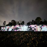 『NAKED FLOWERS 2023 桜 世界遺産・二条城』に投稿された画像（2023/3/30）