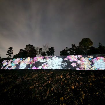 『NAKED FLOWERS 2023 桜 世界遺産・二条城』に投稿された画像（2023/3/29）