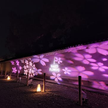 『NAKED FLOWERS 2023 桜 世界遺産・二条城』に投稿された画像（2023/3/29）