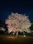 『NAKED FLOWERS 2023 桜 世界遺産・二条城』に投稿された画像（2023/3/30）