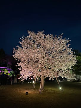 『NAKED FLOWERS 2023 桜 世界遺産・二条城』に投稿された画像（2023/3/30）