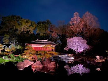 『NAKED FLOWERS 2023 桜 世界遺産・二条城』に投稿された画像（2023/3/30）