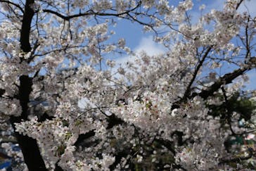 浅草花やしきに投稿された画像（2023/3/30）