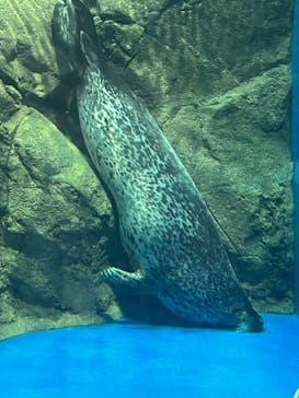 新江ノ島水族館に投稿された画像（2023/3/30）