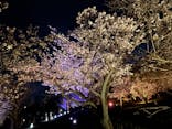 『NAKED FLOWERS 2023 桜 世界遺産・二条城』に投稿された画像（2023/3/30）