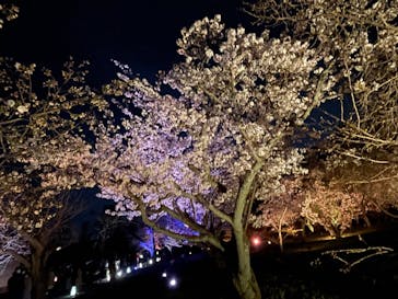 『NAKED FLOWERS 2023 桜 世界遺産・二条城』に投稿された画像（2023/3/30）