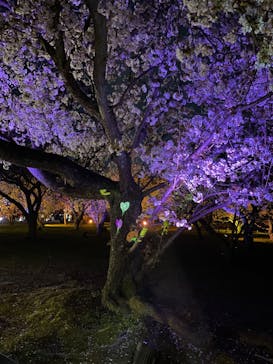 『NAKED FLOWERS 2023 桜 世界遺産・二条城』に投稿された画像（2023/3/30）