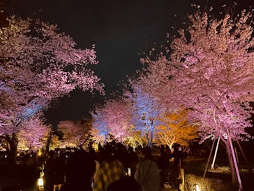 『NAKED FLOWERS 2023 桜 世界遺産・二条城』に投稿された画像（2023/3/30）