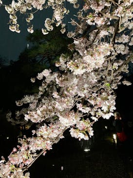 六義園に投稿された画像（2023/3/30）