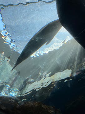 しながわ水族館に投稿された画像（2023/3/30）